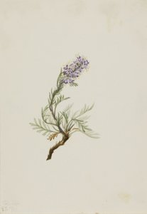 Szürke Phacelia (Phacelia sericea) alkotó: Mary Vaux Walcott