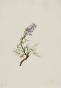 Szürke Phacelia Phacelia sericea szürke, 1911 alkotó: Mary Vaux Walcott