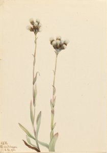 Szürke cickafark (Antennaria howellii) alkotó: Mary Vaux Walcott