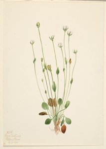 Szürke kankalin (Senecio canus) alkotó: Mary Vaux Walcott