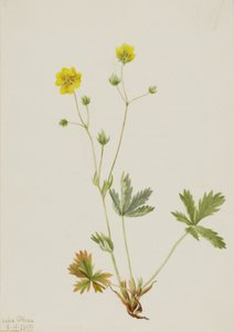 Szürkelevelű ötujjas potentilla glaucophylla, 1905. alkotó: Mary Vaux Walcott