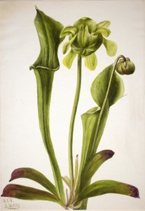Zöld kancsó Sarracenia orephila, 1933. alkotó: Mary Vaux Walcott
