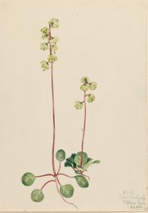 Zöld Pyrola (Pyrola chlorantha) alkotó: Mary Vaux Walcott