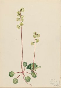 Zöld Pyrola Pyrola chlorantha, 1920. alkotó: Mary Vaux Walcott