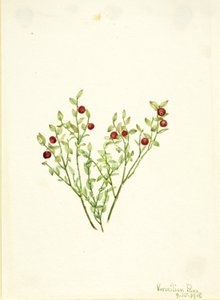 Fajdbogyó (Vaccinium scoparium) alkotó: Mary Vaux Walcott