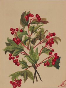 Mogyoróbogyó (Viburnum americanum) alkotó: Mary Vaux Walcott