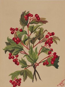 Grouseberry Viburnum americanum, 1880. alkotó: Mary Vaux Walcott