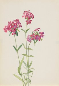 Szőrös Phlox Phlox amoena, kb. 1930-as évek eleje. alkotó: Mary Vaux Walcott