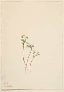 A tavasz hírnöke (Erigenia bulbosa) alkotó: Mary Vaux Walcott