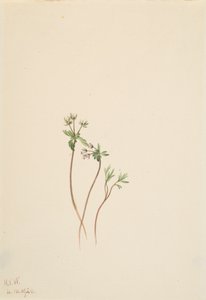 Az Erigenia bulbosa tavaszhírnöke, 1920. alkotó: Mary Vaux Walcott