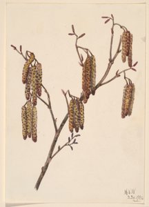 Mogyorós éger (Alnus regosa) alkotó: Mary Vaux Walcott
