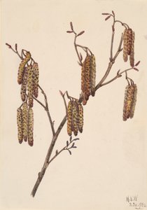 Mogyoró éger Alnus regosa, 1920. alkotó: Mary Vaux Walcott