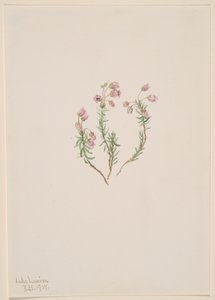 Heather Phyllodoce intermedia, 1907. alkotó: Mary Vaux Walcott