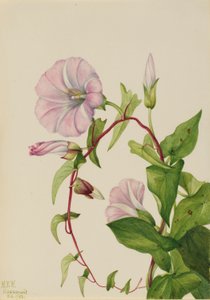 Sövényfű (Calystegia (Convolvulus) sepium) alkotó: Mary Vaux Walcott
