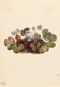 Hepatica (Hepatica americana) alkotó: Mary Vaux Walcott