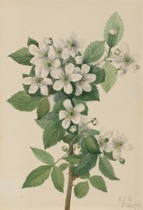 Highbush Blackberry Blackberry, 1919 alkotó: Mary Vaux Walcott