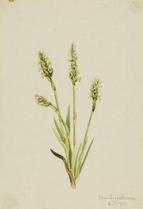 Csuklyás Női Csipke (Ibidium strictum) alkotó: Mary Vaux Walcott