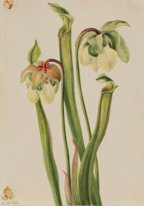 Hibrid kancsónövény (Sarracenia minor) alkotó: Mary Vaux Walcott