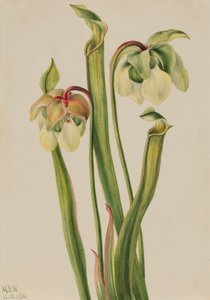 Sarracenia minor hibrid kancsónövény, 1930. alkotó: Mary Vaux Walcott