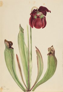 Sarracenia rubra xs purpurea venosa hibrid kancsónövény, 1920. alkotó: Mary Vaux Walcott