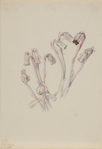 Indiai Pipe (Monotropa uniflora) alkotó: Mary Vaux Walcott