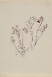 Indiai pipa Monotropa uniflora, 1926. alkotó: Mary Vaux Walcott