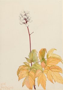 Ivory Baneberry, 1922 alkotó: Mary Vaux Walcott