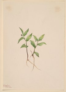 Kruhsea (Kruhsea streptopoides) alkotó: Mary Vaux Walcott
