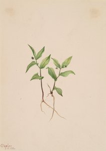 Kruhsea Kruhsea streptopoides, 1913. alkotó: Mary Vaux Walcott