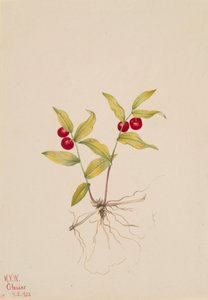 Kruhsea Kruhsea streptopoides, 1922. alkotó: Mary Vaux Walcott