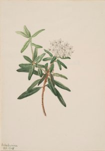 Labrador tea (Ledum groenlandicum) alkotó: Mary Vaux Walcott