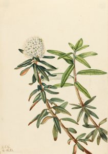 Labrador tea Ledum groenlandicum, 1922 alkotó: Mary Vaux Walcott