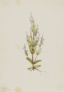 Létra Gentian (Gentiana acuta) alkotó: Mary Vaux Walcott