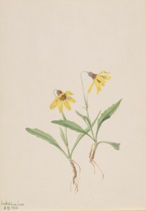 Lake Louise árnika (Arnica louisiana) alkotó: Mary Vaux Walcott