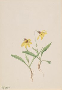 Lake Louise Arnica Arnica louisiana, 1905. alkotó: Mary Vaux Walcott