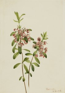 Bárányfű (Kalmia angustifolia) alkotó: Mary Vaux Walcott