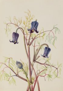 Bőrvirág Clematis hirsutissima, kb. 1930-as évek. alkotó: Mary Vaux Walcott