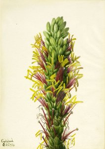 Saláta Agava saláta, alkotó: Mary Vaux Walcott