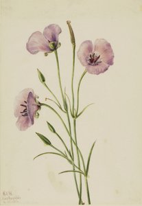 Lila Mariposa (Calochortus splendens) alkotó: Mary Vaux Walcott