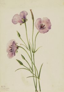 Lila pillangó Calohortus splendens, alkotó: Mary Vaux Walcott