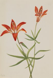 Liliom (Lilium montanum) alkotó: Mary Vaux Walcott