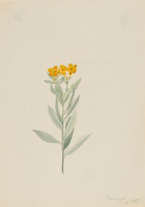 Lithospermum canescens alkotó: Mary Vaux Walcott