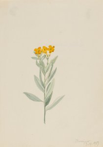 Lithospermum canescens, 1907. alkotó: Mary Vaux Walcott
