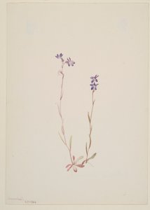 Lobelia Kalmii alkotó: Mary Vaux Walcott