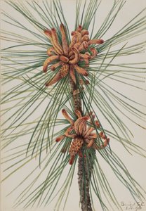 Loblolly fenyőfenyő, 1918. alkotó: Mary Vaux Walcott