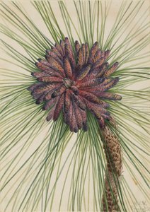 Hosszúlevelű fenyő Pinus palustris, 1929.