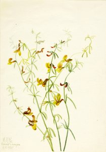 Lotus puberulus alkotó: Mary Vaux Walcott