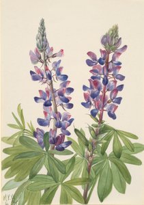 Lupinus fornosus csillagfürt, 1935. alkotó: Mary Vaux Walcott