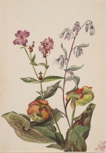 Meadow Beauty Rhexia virginica, csörgőkígyógyökér Nabalus albus, kancsó..., 1880. alkotó: Mary Vaux Walcott