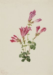 Menzies Pentstemon Pentstemon menziesii, 1925. alkotó: Mary Vaux Walcott
